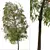 Weeping Bottlebrush Tree Set - Stunning Weeping Accent 3D model small image 7