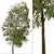 Weeping Bottlebrush Tree Set - Stunning Weeping Accent 3D model small image 9