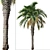 Pair of Spindle Palm Trees (Hyophorbe verschaffeltii) 3D model small image 6