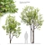Beech Plum Trees with Material Library 3D model small image 1