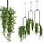 Indoor Hanging Plants Set - 180 Varieties 3D model small image 1