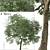 Caucasian Linden Tree (2 Pack) 3D model small image 1