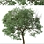 Caucasian Linden Tree (2 Pack) 3D model small image 2