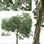 Caucasian Linden Tree (2 Pack) 3D model small image 3