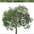 Caucasian Linden Tree (2 Pack) 3D model small image 4