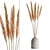 Elegant Pampas Set for Rendering 3D model small image 7