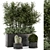 Rustic Concrete Pot with Outdoor Bamboo 3D model small image 1