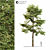 Przewalskii Populus 2014: Millimeter Units 3D model small image 1