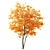 Japanese Maple Tree: Acer P. 3D model small image 2