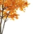 Japanese Maple Tree: Acer P. 3D model small image 3