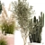 Indoor Plant Collection: Exotic Olive, Cacti & Pampas Grass 3D model small image 5