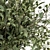 Olive Oasis: Indoor Plant Set 3D model small image 2