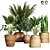 20 Indoor Plant Collection 3D model small image 1