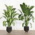 Tropical Plant Set: Ornamental Exotics for Indoor & Outdoor Use 3D model small image 2
