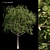 Evergreen Landscape Tree 3D model small image 1