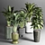 Indoor Plant Collection: 22 Varieties 3D model small image 2
