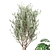 Greenery Bloom: Indoor Plants Set 3D model small image 2