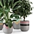 Rustic Concrete Pot Indoor Plants Set 3D model small image 5