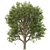 Formosan Gum Trees - 2 Sizes 3D model small image 2