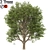 Formosan Gum Trees - 2 Sizes 3D model small image 5