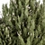 Pine Fruit Bush Set - 55 3D model small image 2