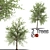 Taiwan Beech: 2 Trees, 2 Sizes 3D model small image 1