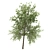 Taiwan Beech: 2 Trees, 2 Sizes 3D model small image 3