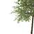 Taiwan Beech: 2 Trees, 2 Sizes 3D model small image 4