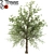 Taiwan Beech: 2 Trees, 2 Sizes 3D model small image 6