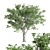 Majestic American Elm Tree 3D model small image 1