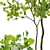 3m Young Oak Trees - Set of 3 3D model small image 3