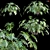 Philodendron Xanadu Plant 3D Models 3D model small image 1