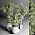 Indoor Plant Collection: 24 Exquisite Varieties 3D model small image 2