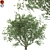 Mediterranean Olive Tree (Corona & Vray) 3D model small image 1