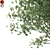Mediterranean Olive Tree (Corona & Vray) 3D model small image 3