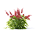 Japanese Red Astilbe | Astilbe japonica 3-Pack 3D model small image 2