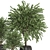 Lush Indoor Plants Collection - Set 194 3D model small image 2