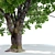 Bigleaf Maple 3D Tree Model 3D model small image 1