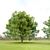 Bigleaf Maple 3D Tree Model 3D model small image 3