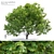 Bigleaf Maple 3D Tree Model 3D model small image 5