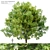 Bigleaf Maple 3D Tree Model 3D model small image 6