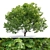 Bigleaf Maple 3D Tree Model 3D model small image 7