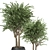 Evergreen Indoor Plant Collection 3D model small image 4