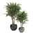 Evergreen Indoor Plant Collection 3D model small image 5