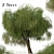 Peppermint Willow Tree Set (2 Trees) 3D model small image 1