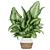 Premium Aglaonema Indoor Plant: Collection Vol. 298 3D model small image 4