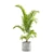 Exotic Indoor Plants Collection 3D model small image 4