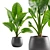 Giant Taro: Tropical Beauty for Indoors 3D model small image 2