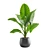 Giant Taro: Tropical Beauty for Indoors 3D model small image 3