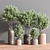 Lush Indoor Plant Set 74 3D model small image 5